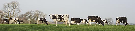 Cows grassing